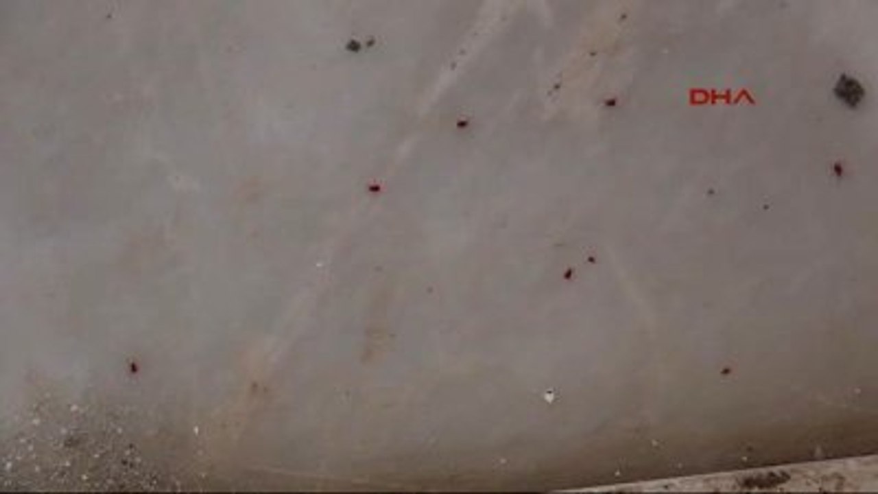 İzmir Dokuz Eylül Üniversitesi Öğretim Üyelerinin Odalarını ?lyme Bakterisi" Taşıyan Kene Bastı