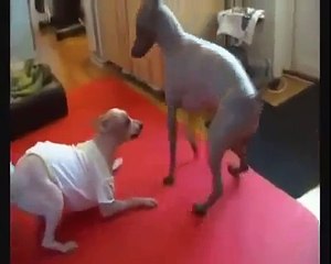 Funny joke - ПРИКОЛЫ Спаривание Собак Дома