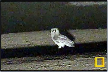 10.03.07 7.16pm PP Verreaux's Giant Eagle Owl