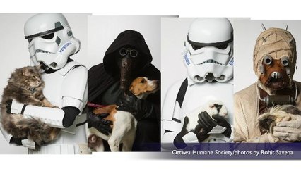 You can adopt these animals posing with 'Star Wars' characters