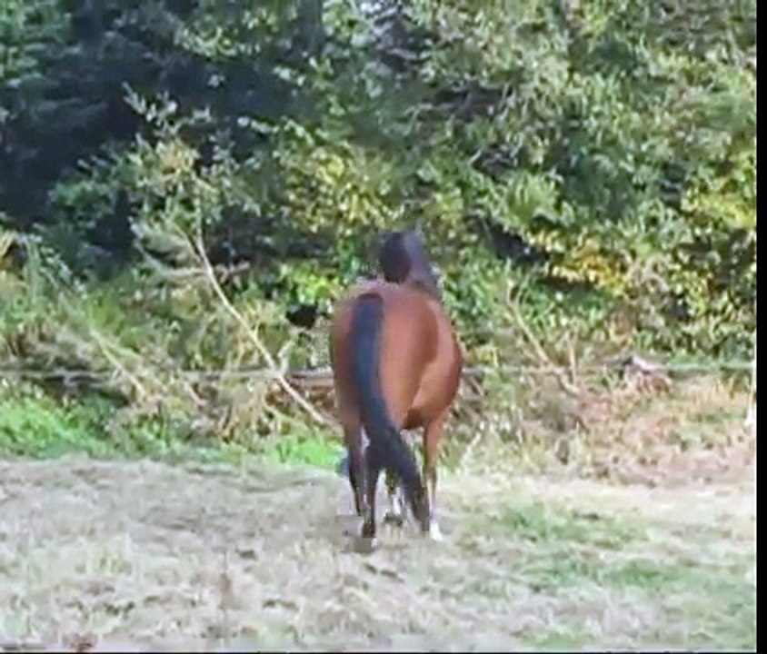 Attention chevaux sauvages !