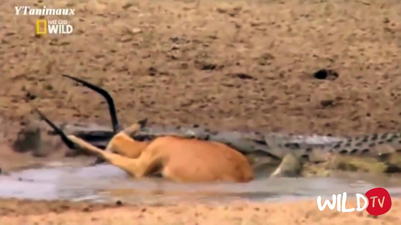 Crocodile Attack Compilation #HD