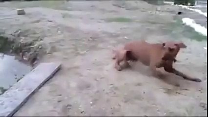 funny dog rescue operation in life saving