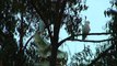 Exotic Birds - Crazy Sulphur Crested Cockatoos