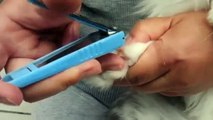 Maine Coon Cat Nail clipper　メインクーン　爪切り1