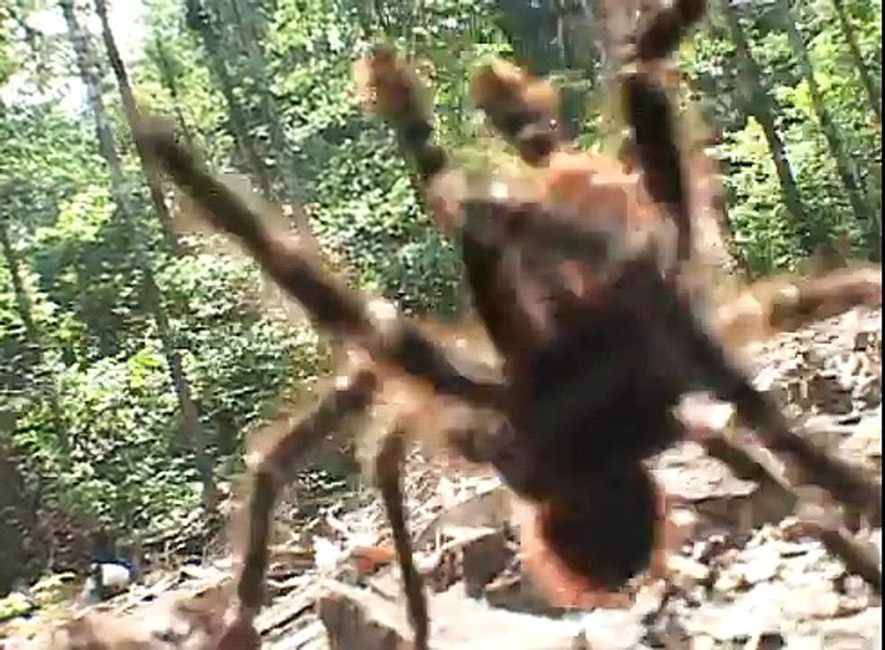 HUGE SPIDER IN AMAZON