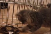 Cute and adorable kittens playing and sleeping!