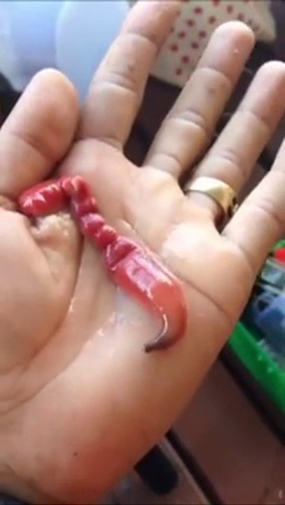 Um bicho bem estranho mesmo