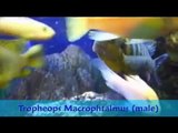 Malawi Tank Video! Cichlid, Mbuna, African Fish, Aquarium