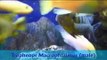 Malawi Tank Video! Cichlid, Mbuna, African Fish, Aquarium