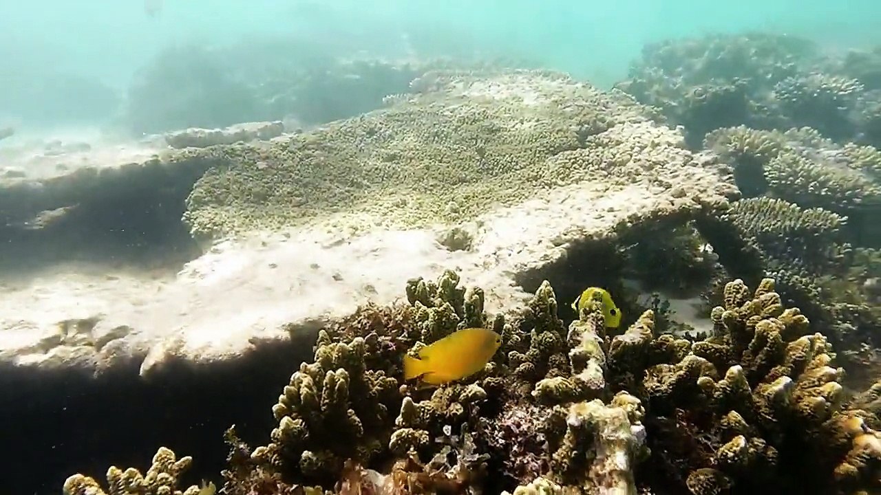 Mélo & Jérémie en Road Trip - Vidéo 5 - Ningaloo Reef - Plongée