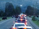 Yellowstone Massive Buffalo Herd Crossing
