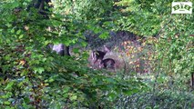 Damwildbrunft in Schleswig Holstein - Deer rut in northern Germany