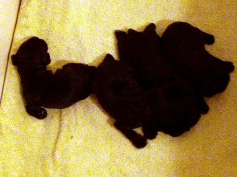 112_0230 Portée Ellen du 30 avril 2015