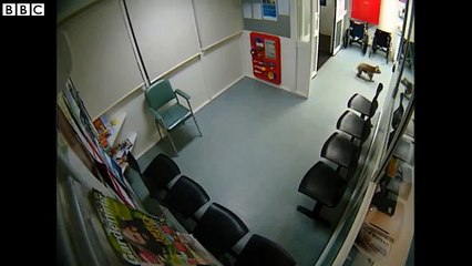 Un koala se prend pour un patient dans un hôpital australien