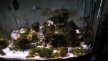 Algae & Fish Tanks - Some Info