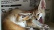 Fennec fox which does grooming