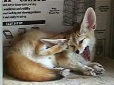 Fennec fox which does grooming