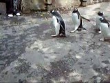 penguin parade!
