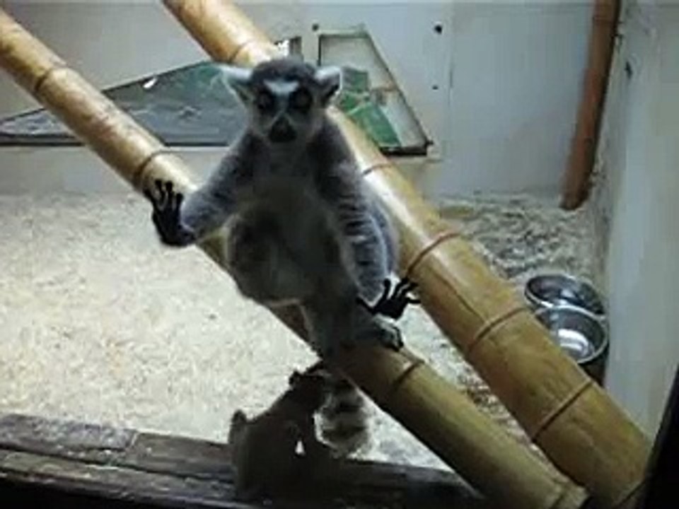 Baby Lemur