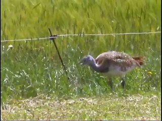 Les grandes Outardes de Villafafila - Great Bustard