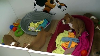 135ème vidéo des chiots de la 19ème portée de Staffordland