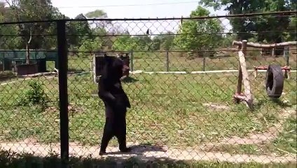 Funny bear walking like human