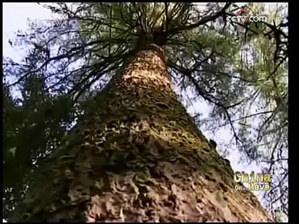 China on the Move: fighting desertification in Alashan - CCTV 092509