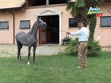 Frank Boetto e il cavallo arabo (1°p.) - 