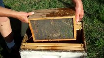 Another way to Install a package of Honey bees, in your hive.