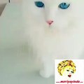 Dünyanın En Güzel Gözlü Kedisi