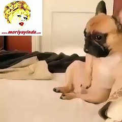 Mastürbasyon Yapan Köpek