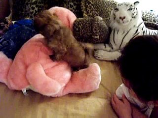 Nico could be called Chewie for many reasons