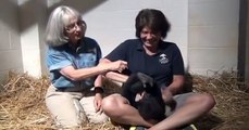 Baby Gorilla Blog #8