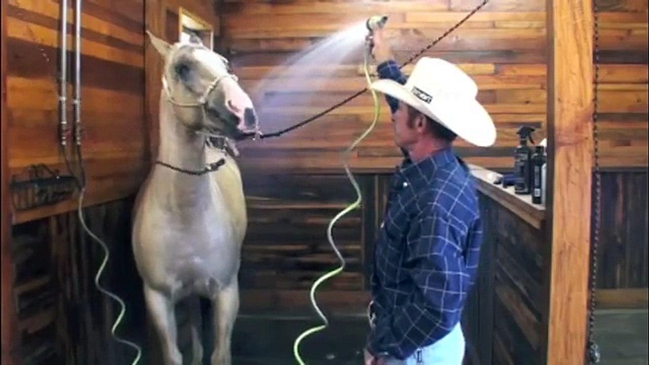 Teaching a Horse to Tolerate It's Head Being Washed