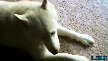 Huskies Saying No Compilation 2014 [NEW HD] ✔