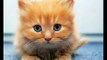 Beautiful Little Cute Kittens- Cute Kittens: Best Compilation The Most Beautiful and Fun Pets ! ?