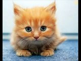 Beautiful Little Cute Kittens- Cute Kittens: Best Compilation The Most Beautiful and Fun Pets ! ?