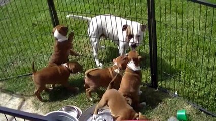 138ème vidéo des chiots de la 19ème portée de Staffordland