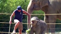 Munich Zoo's Baby Elephant Ludwig and his Body Building  exercises - Tierpark Hellabrunn