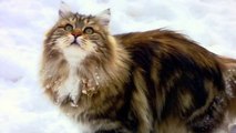 Siberian cats on the snow