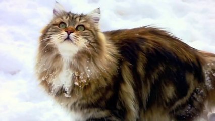 Siberian cats on the snow