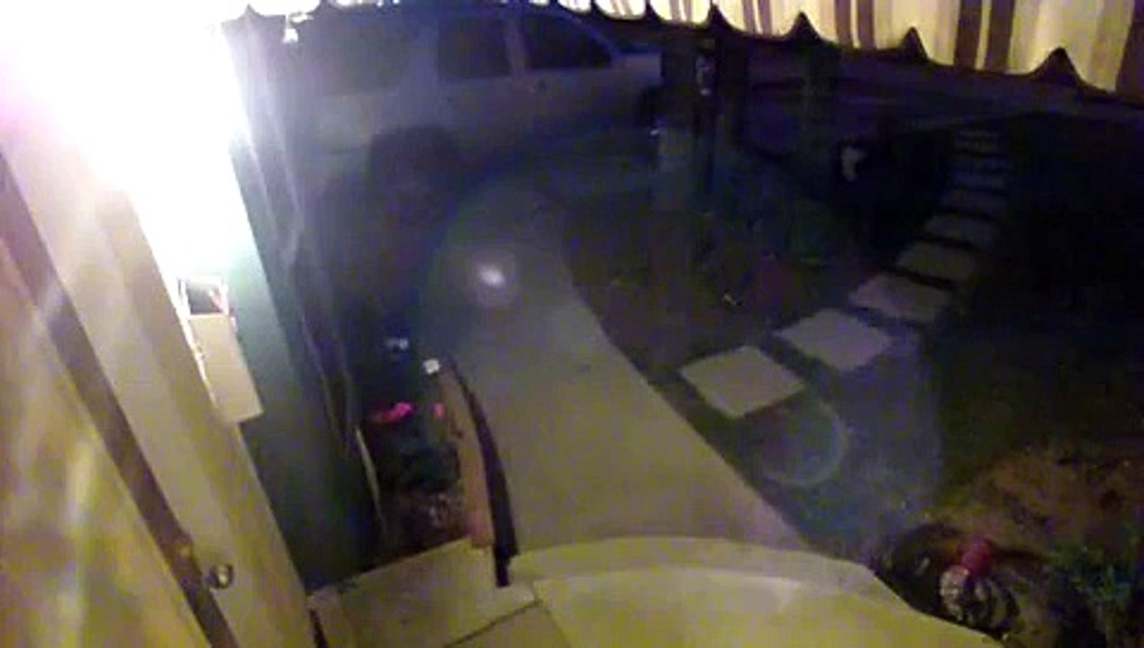 This cat is a ninja - destroy the door!