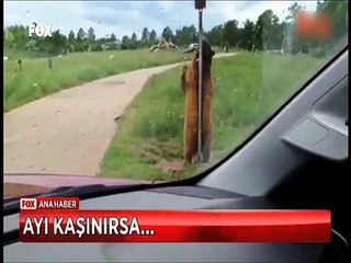 Kaşıntısı tutan ayının direkle dansı böyle görüntülendi