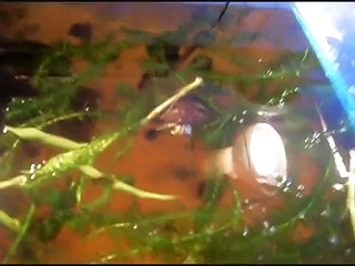 8 foot tropical  turtle/fish  tank update july 09