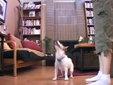 Funny Dog Trick: Ninja Jack Russell Terrier Karate Kicks a Book | drsophiayin.com
