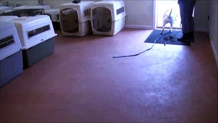 Tilia (Labrador Retriever) Obedience Training Camp