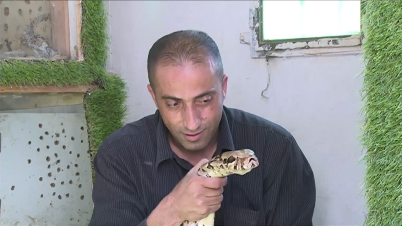 شاب متخصص في اصطياد الأفاعي السامة