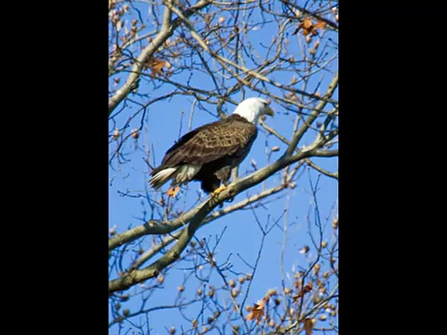 Bald Eagles at Conowingo Dam, Maryland, 29 November 2008
