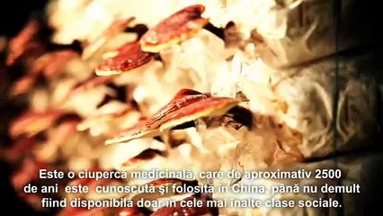 Efectele benefice ale ciupercii Ganoderma